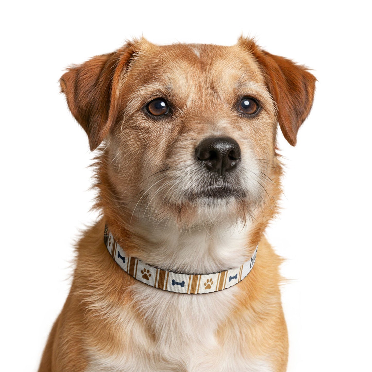 Dog Collar — Haus of Hepkat Patterned Clip-On Collar with Bones & Paws