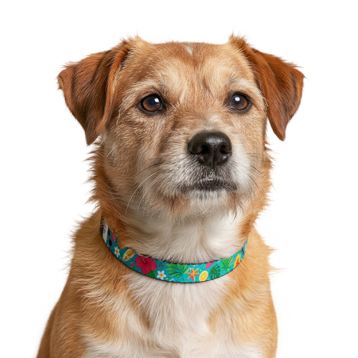 Tropical Floral Dog Collar – Clip-On Pet Collar for Small & Medium Dogs
